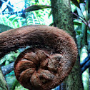 Giant Fern
