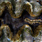 Giant clam