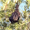 Flying Fox