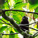 Howler Monkey