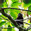 Howler Monkey