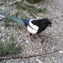Black-billed Magpie