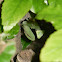 African mantis / Praying mantis