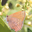 Western Elfin