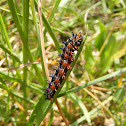 Common Buckeye