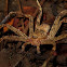 Brown Huntsman Spider
