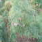 Saltcedar or Tamarisk
