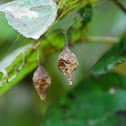 ? Spider Egg Case