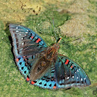 Gaudy Baron-Male