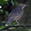 Starling