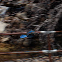 Stellar's Jay