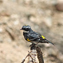 Yellow Rumped Warbler (Myrtle)