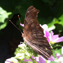Question Mark Butterfly