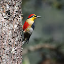 Yellow-fronted Woodpecker