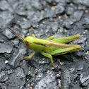Grasshopper