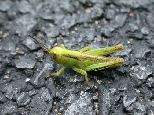 Spotting Image 1