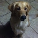 Golden retriever and cat