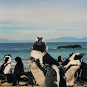 African Penguin