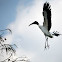 Wood Stork