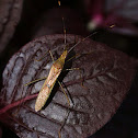 Leptocorisa chinensis