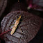 Leptocorisa chinensis
