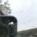 Shiny Flea Beetle