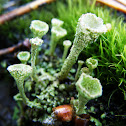 Cladonia fimbriata