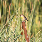 dickcissel