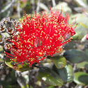ʻŌhiʻa lehua