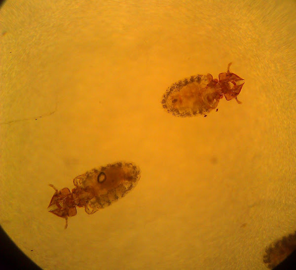 Feline Chewing Louse Project Noah