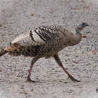Amelanistic Wild Turkey
