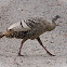 Amelanistic Wild Turkey