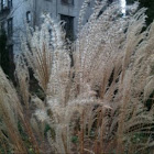 tall grass