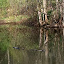 Painted Turtle