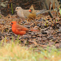 Northern Cardinal Male & Female