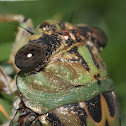 Dog-day Cicada