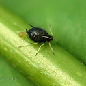 Bean aphids