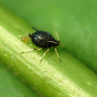 Bean aphids