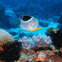 Saddleback butterflyfish