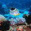 Saddleback butterflyfish