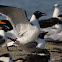 Laughing Gull