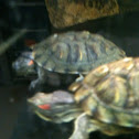 Red Eared Slider Turtle