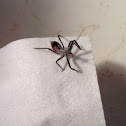 Wheel Bug (nymph)