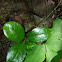 Wintergreen