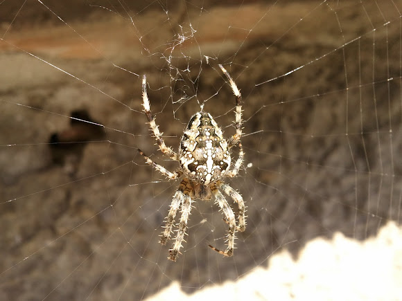 Spotting Image 1