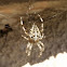 Orb-weaver