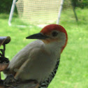 Red-bellied Woodpecker