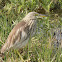 Chinese Pond-Heron