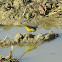 Grey Wagtail