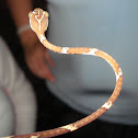 chunk head snake